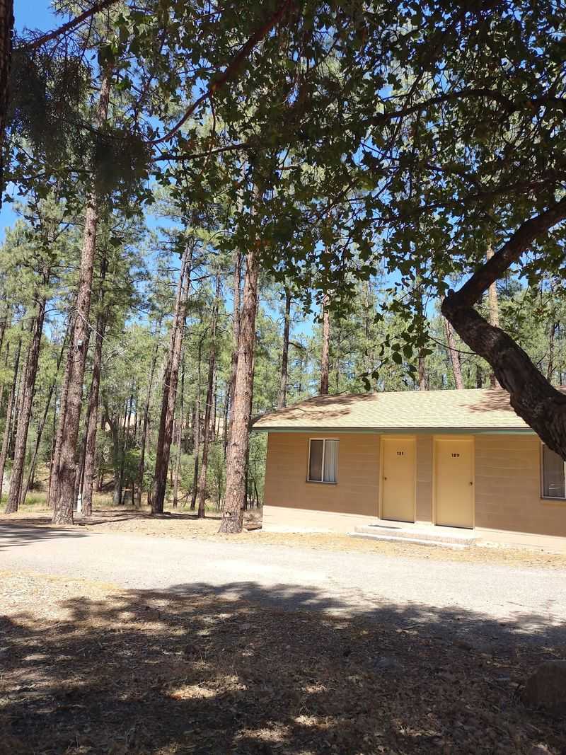 Living Among the World's Largest Pine Forest