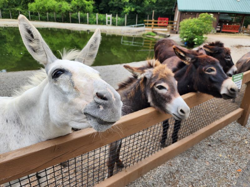 Living Treasures Animal Park, Jones Mills, Pennsylvania