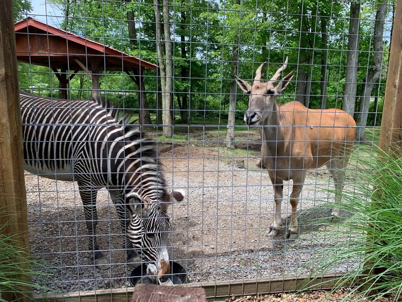 Living Treasures Wild Animal Park, New Castle, Pennsylvania