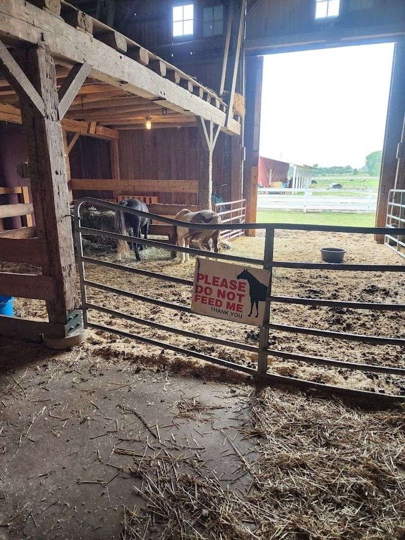 Hands-On Moments In The Barn