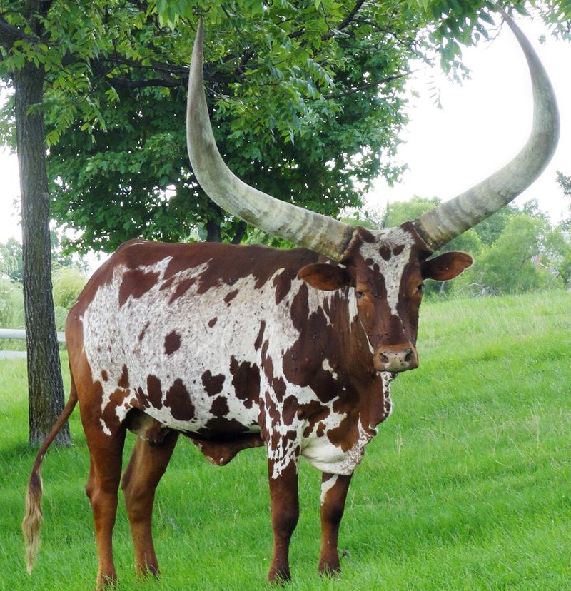 The Watusi Cattle 