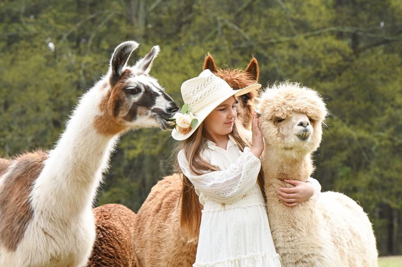 Llamas Join The Party Too Llamas Join The Party Too