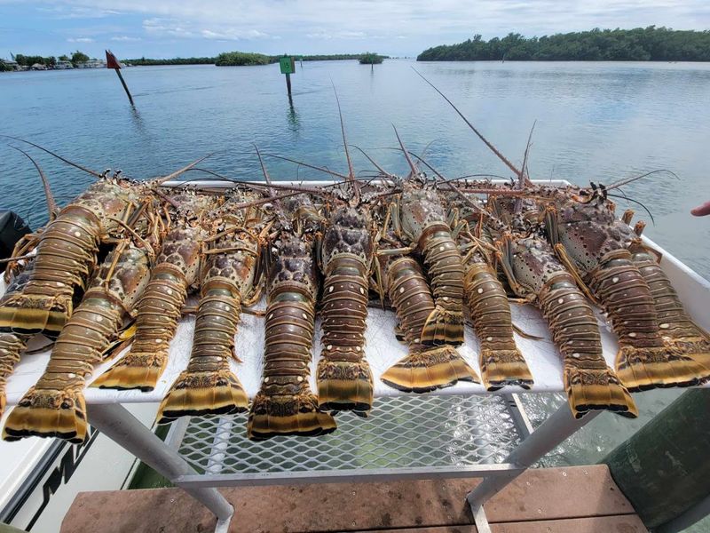 Lobster Diving Is A Big Part Of The Weekend Culture