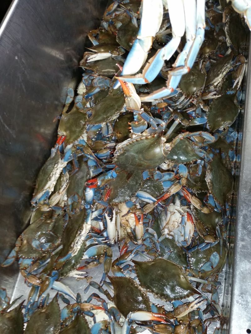 Lobster, King Crab, and the Full Shellfish Spread
