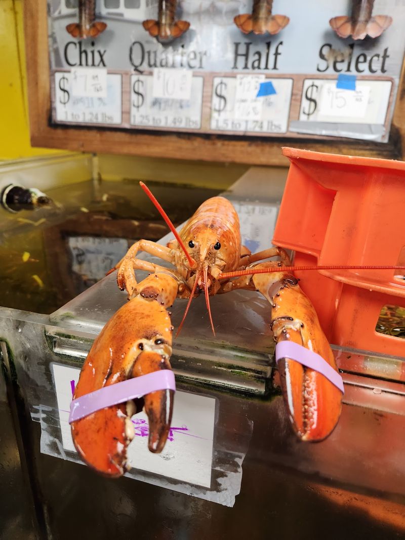Lobsters You Can Pick Out Yourself