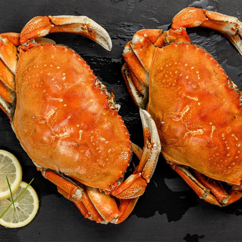 Dungeness Crab