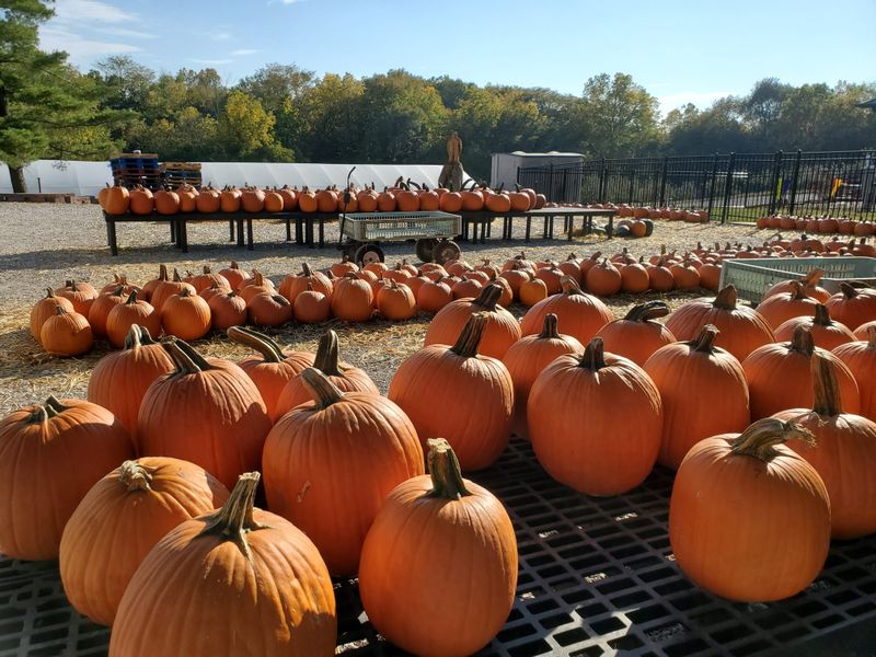 Seasonal Offerings That Make Every Visit Different