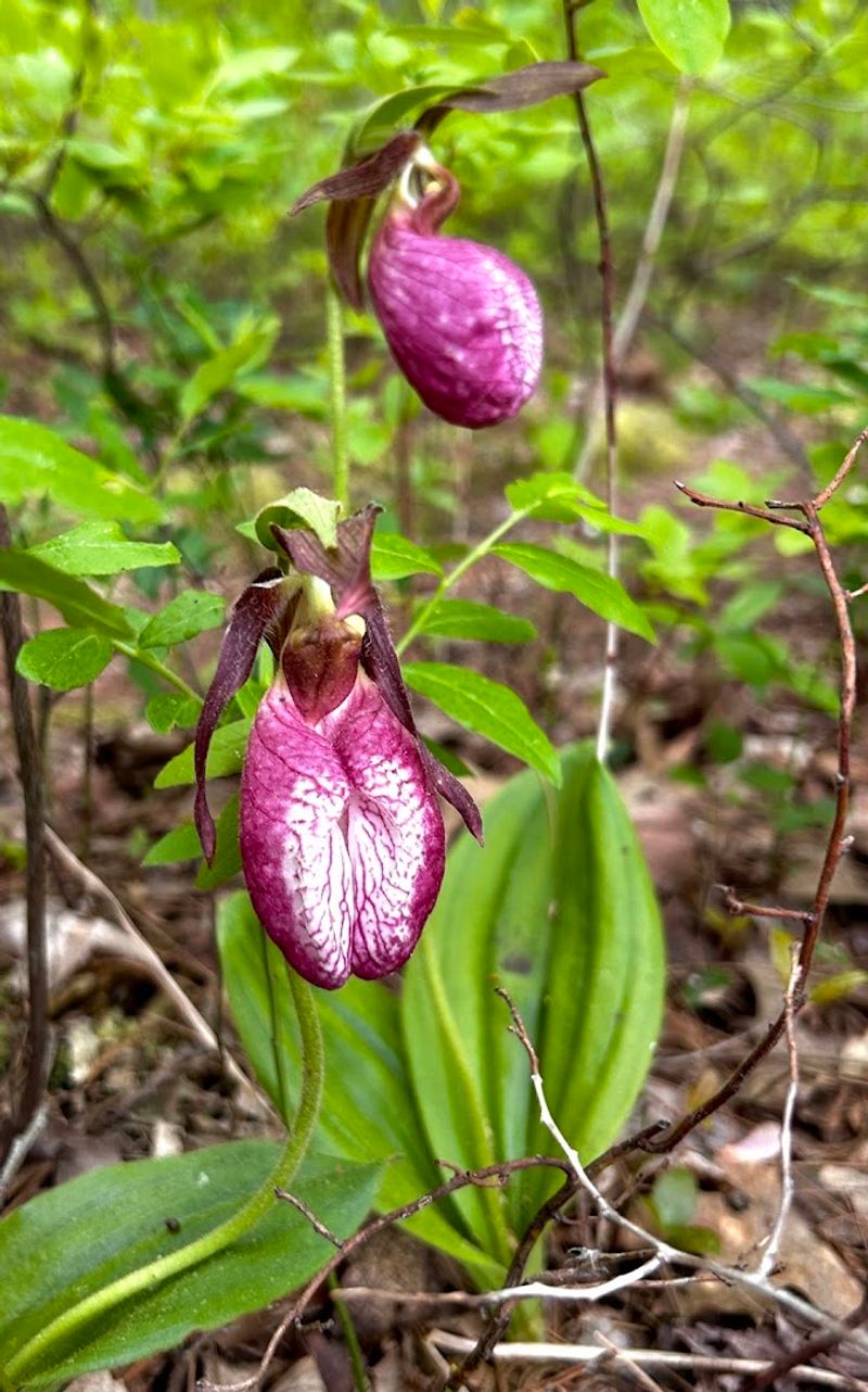 Loda Lake National Wildflower Sanctuary