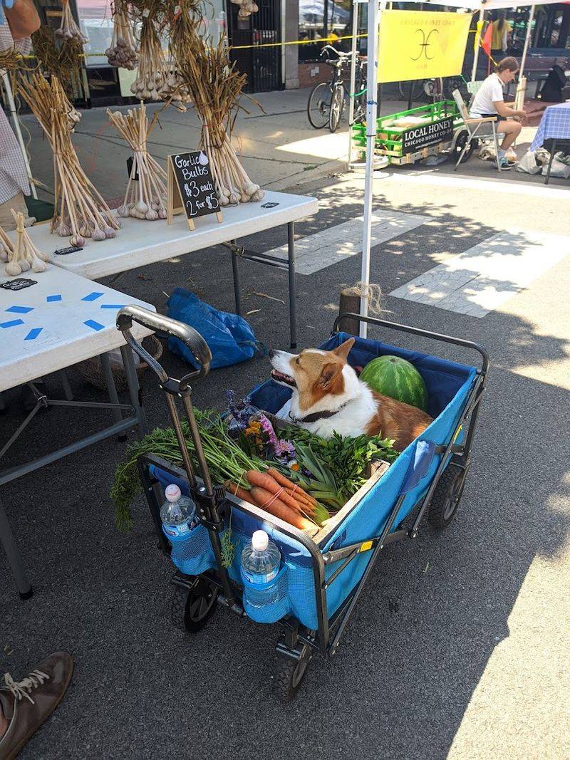 Logan Square Farmers Market, Chicago