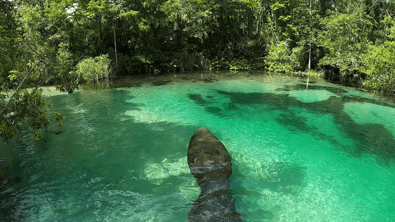 Weeki Wachee River — Hidden Sections – Weeki Wachee, FL
