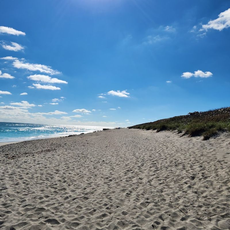 Loggerhead Sea Turtles Nest Along This Beach Every Summer Loggerhead Sea Turtles Nest Along This Beach Every Summer