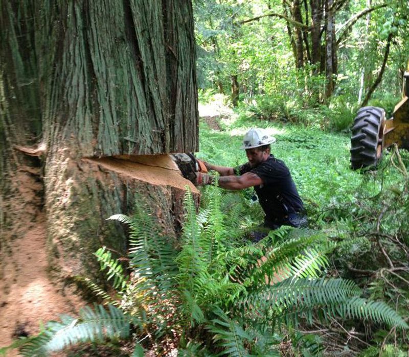 Logging Lore: The Industry That Shaped This Land