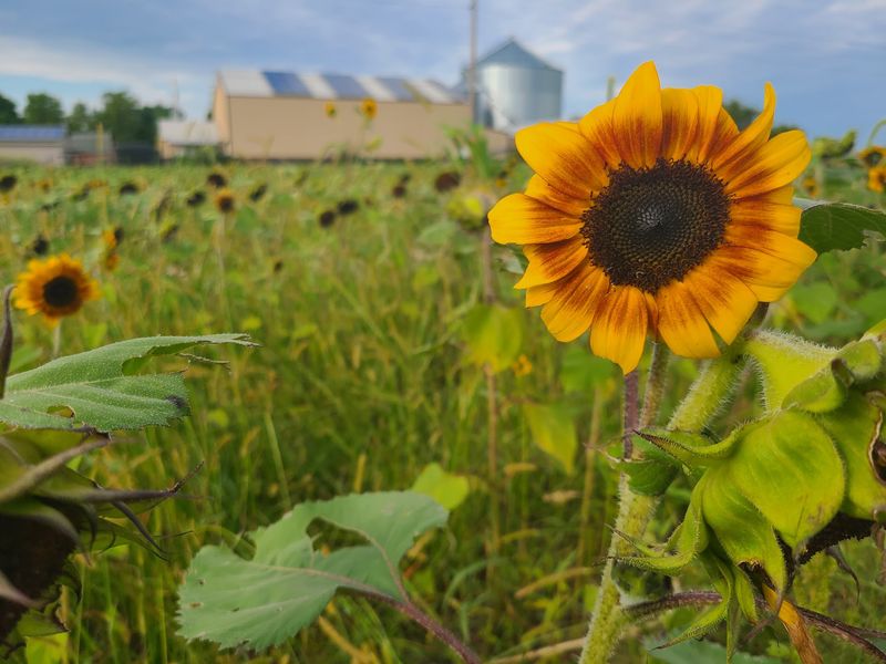 Lohstroh Family Farms, Mount Sterling
