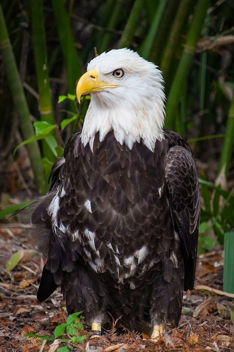 Veterinary Technology And Diagnostic Equipment