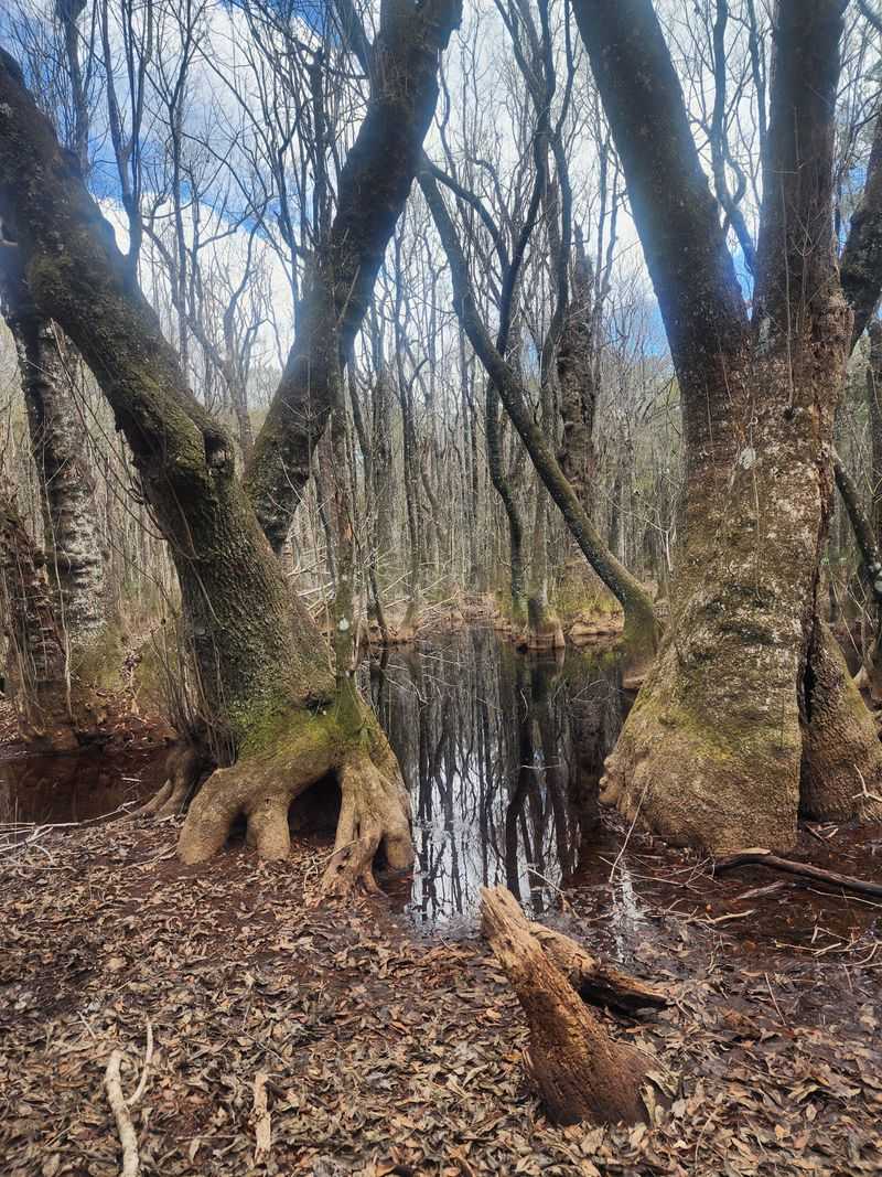 Wet Sink And Cave Access