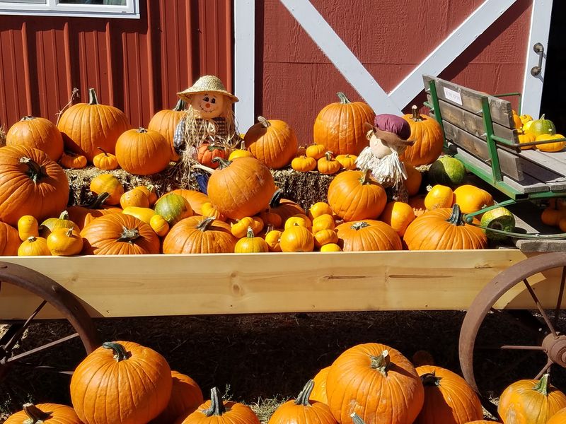 Longneck Pumpkin Farm Longneck Pumpkin Farm