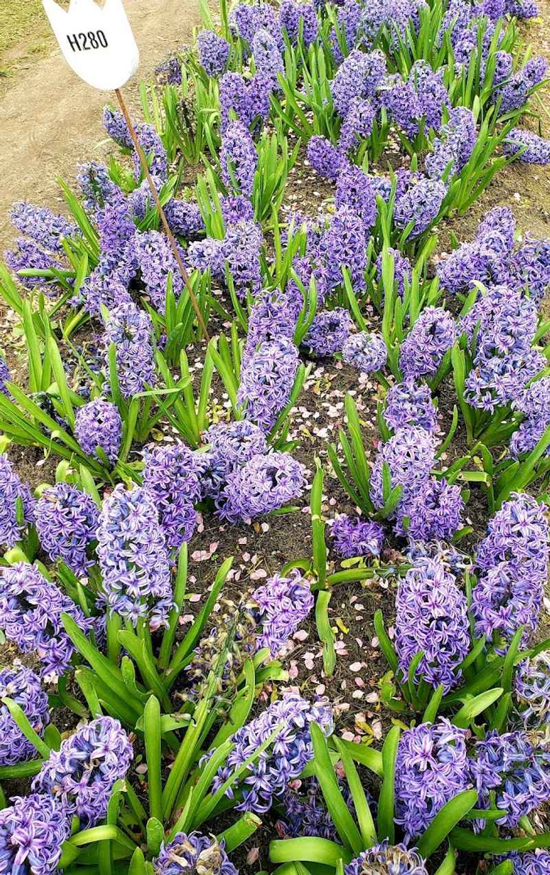 Look Beyond Tulips If Your Timing Is Slightly Early Or Late
