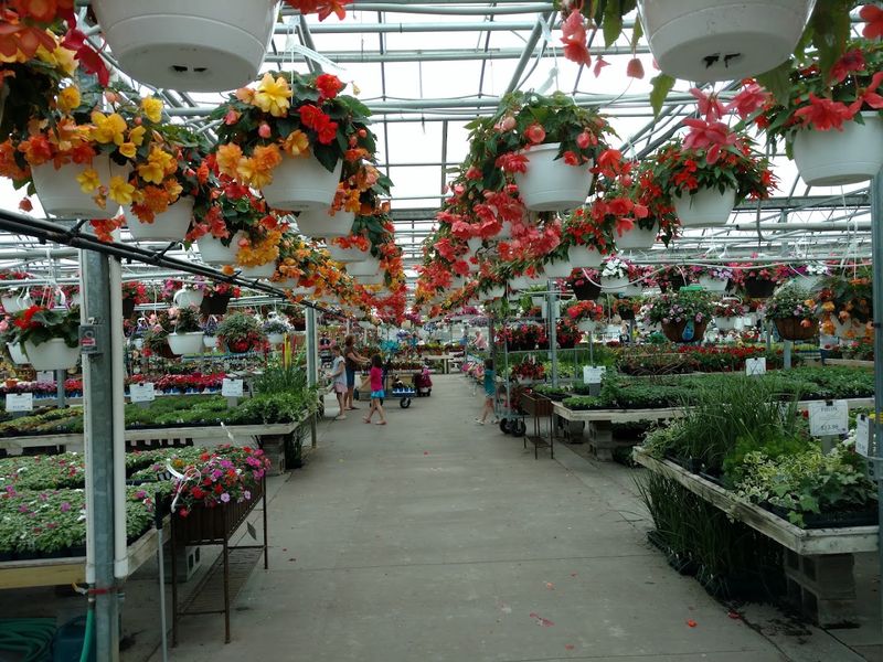 Look Up At The Hanging Basket Infrastructure