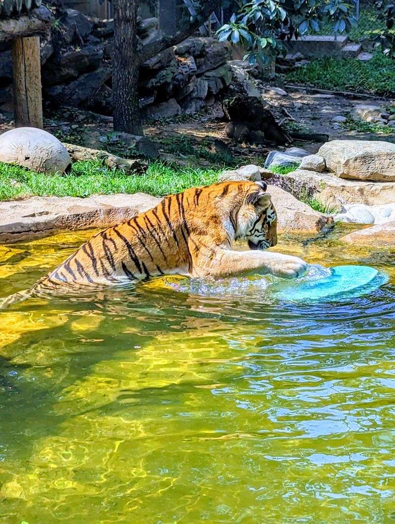 Look Up, Because A Tiger Might Be Walking Overhead