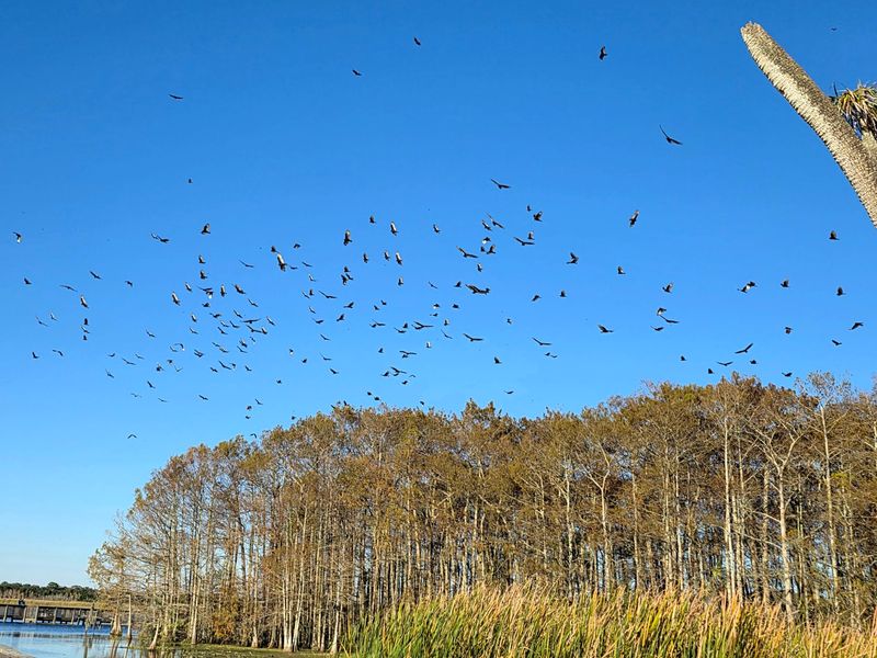 Look Up, Because Eagles Patrol The Sky
