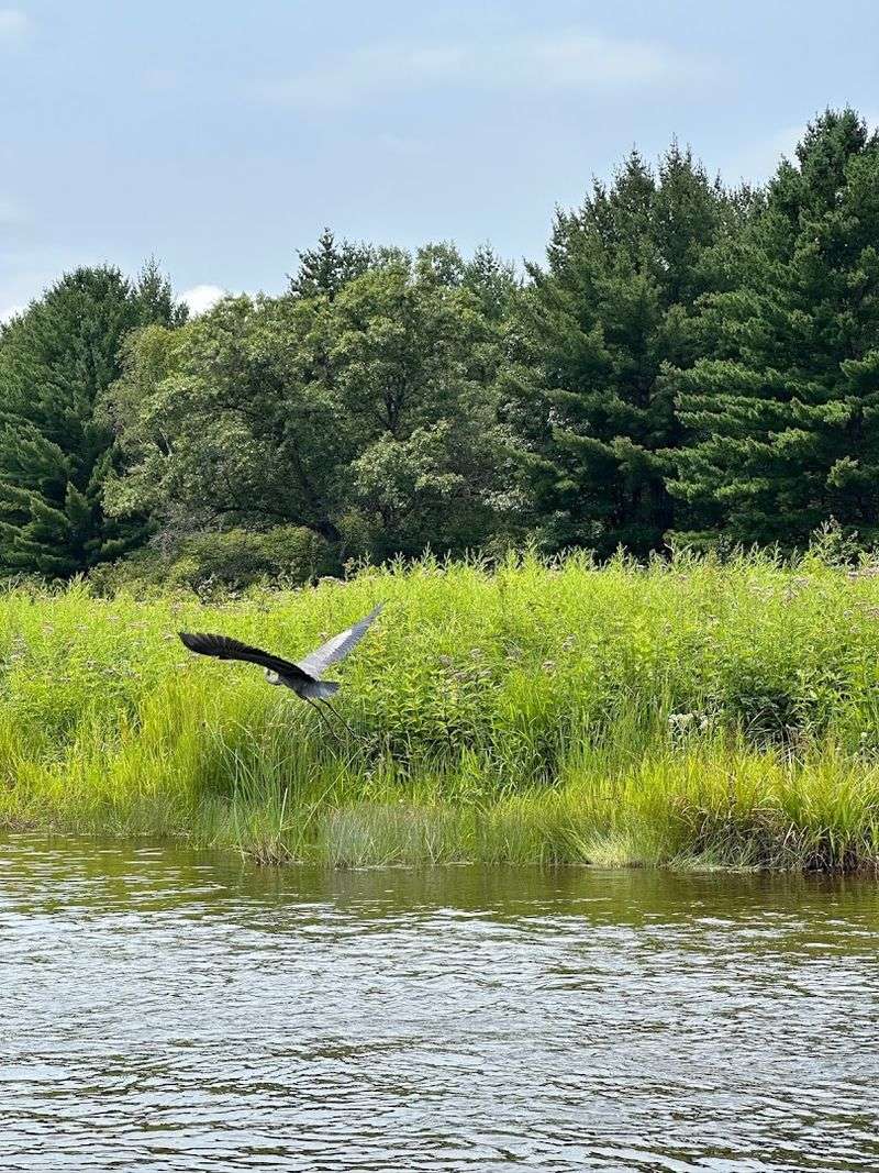 Look Up From The Paddle For Wildlife