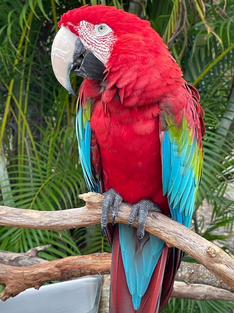Lorikeet Feeding Is A Hands-On Highlight