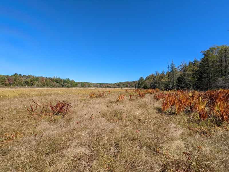 Lost Turkey Trail, Gallitzin State Forest
