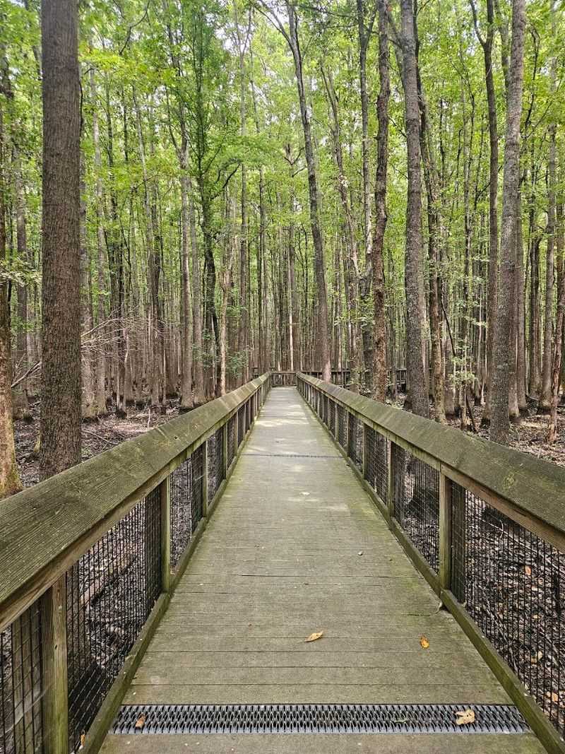 Louisiana Purchase State Park Boardwalk, Holly Grove Louisiana Purchase State Park Boardwalk, Holly Grove