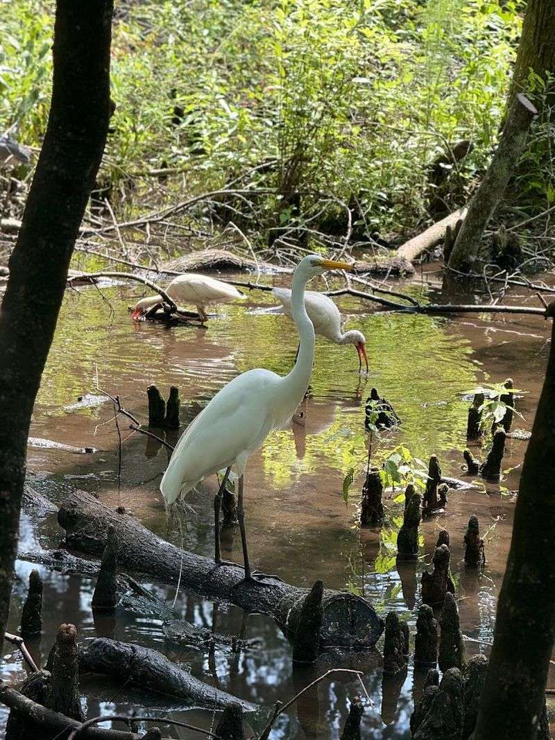 Lowcountry Zoo Showcases Native Wildlife