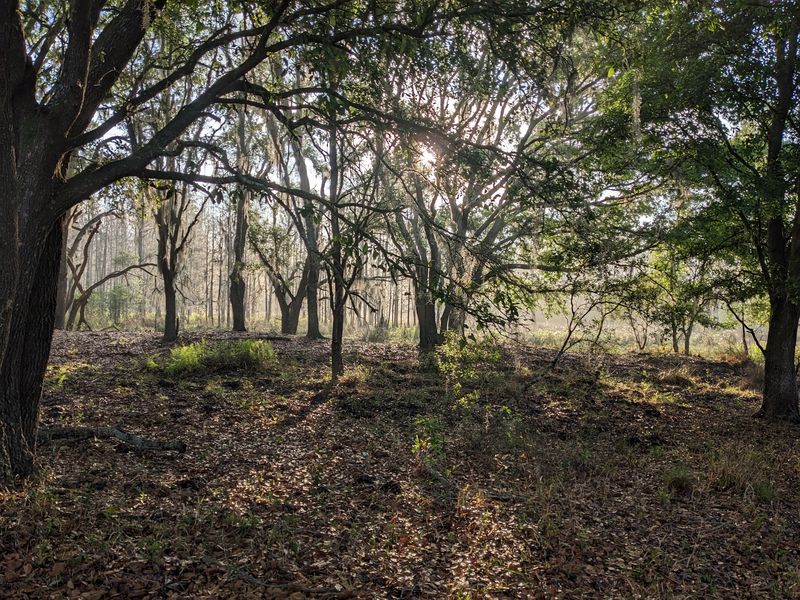 Lower Green Swamp Preserve Trails — Plant City