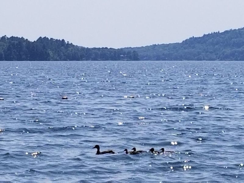 Swan Lake, Swan Lake State Park