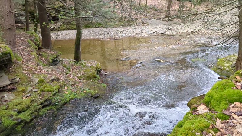 Wildlife You Might Spot Along the Creek