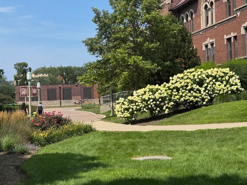 Loyola University Chicago, Chicago