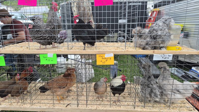 Lucasville Trade Days, Lucasville
