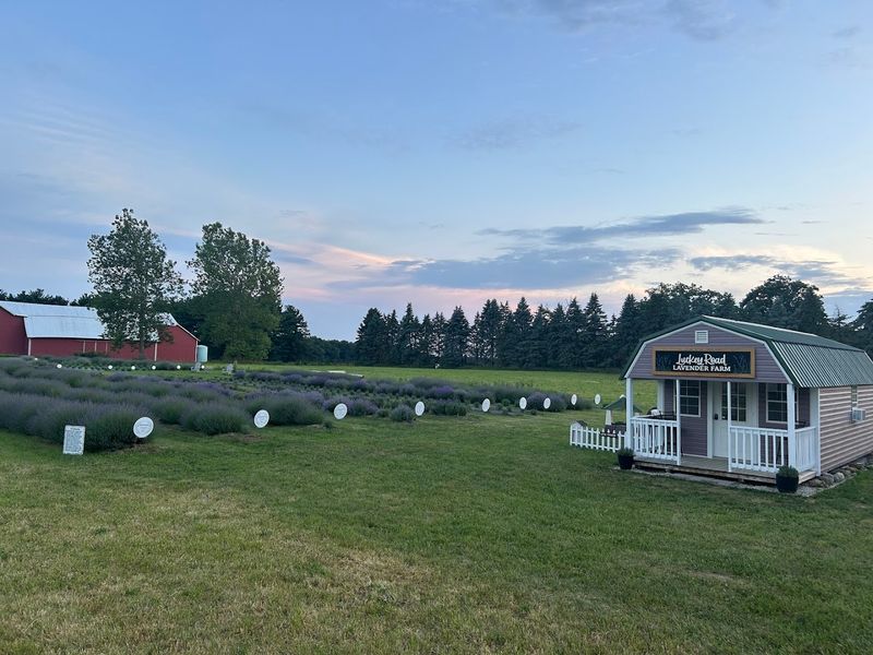 Luckey Road Lavender Farm, Pemberville, OH