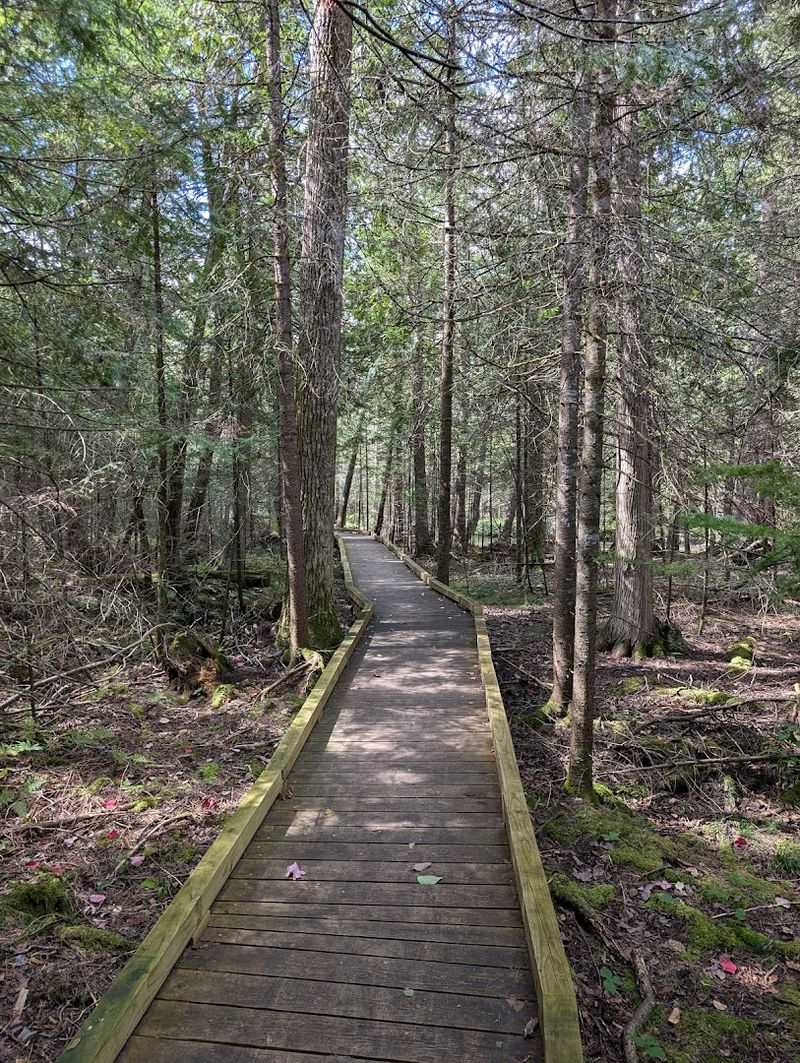 Lights On The Loop At Sturgeon River Nature Preserve, Vanderbilt