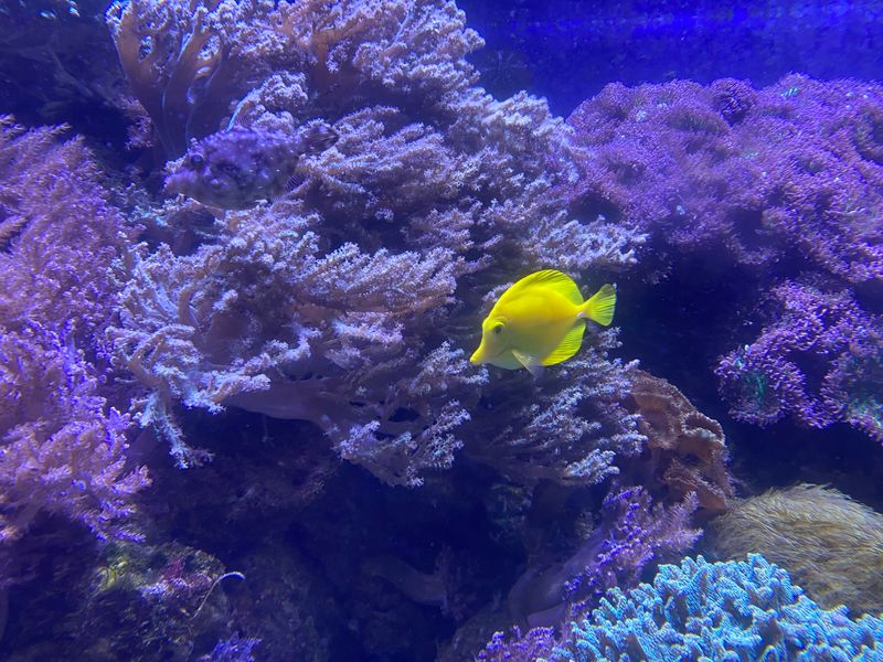 Lunch With A Shark Tank View
