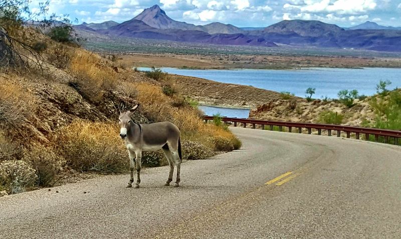 Alamo Lake State Park, Wenden, Arizona