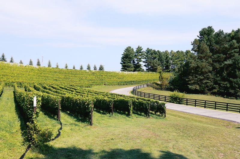M-22 Gives Way To The Vineyard Roads