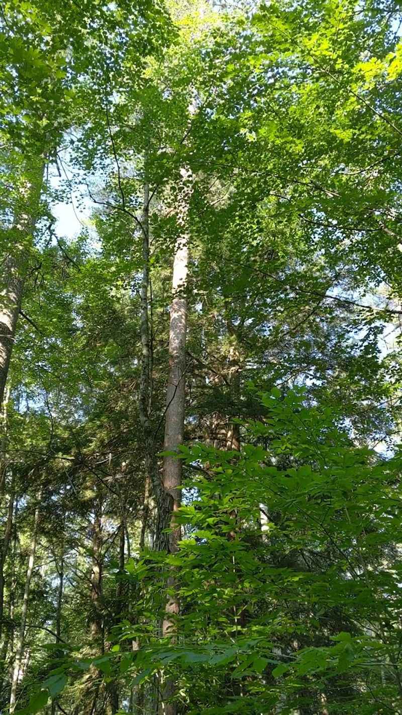 M-93 Is The Warm-Up Before The Old Pines