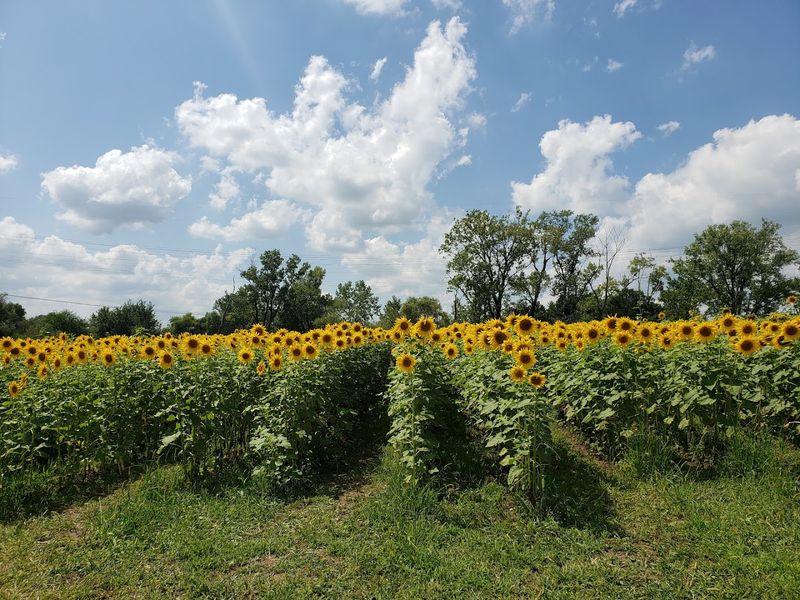 M And D Farms And Garden Center, Homer Glen, Illinois M And D Farms And Garden Center, Homer Glen, Illinois