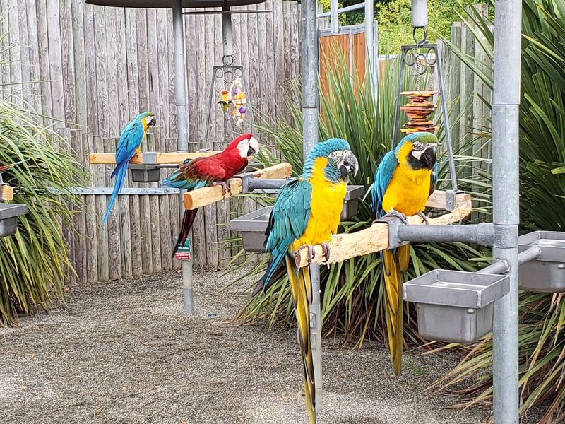 Macaws That Dance to the Birthday Song