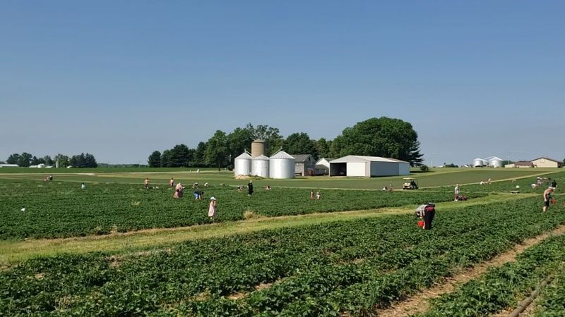 First Local Strawberry Hunts