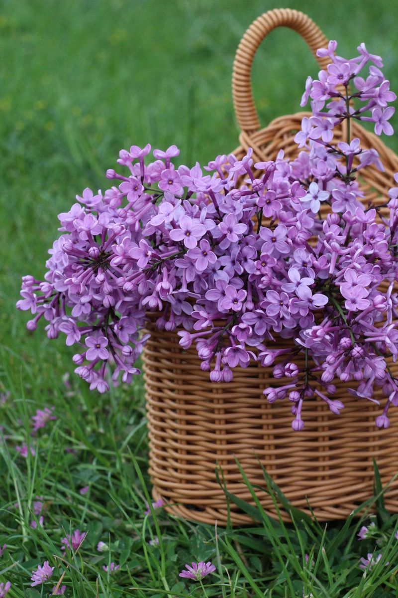 Mackinac Island Lilac Festival