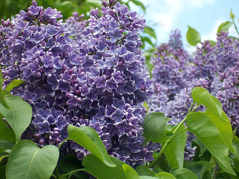 Mackinac Island Lilac Festival