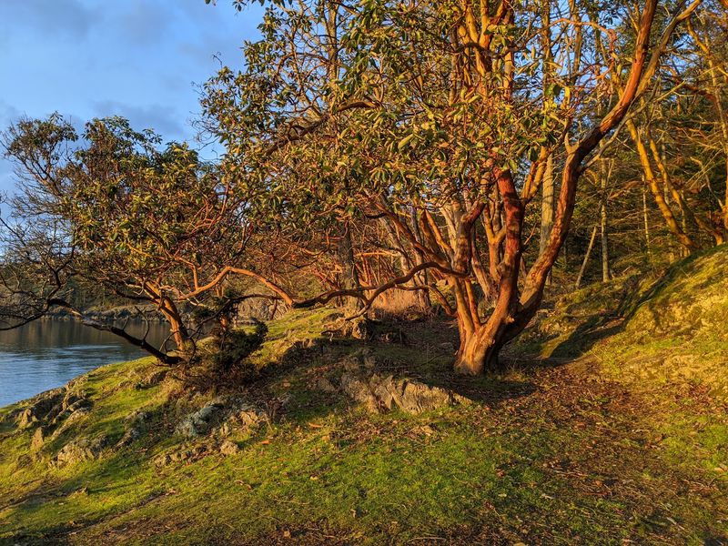 Madrona Woods and Clifftop Trails