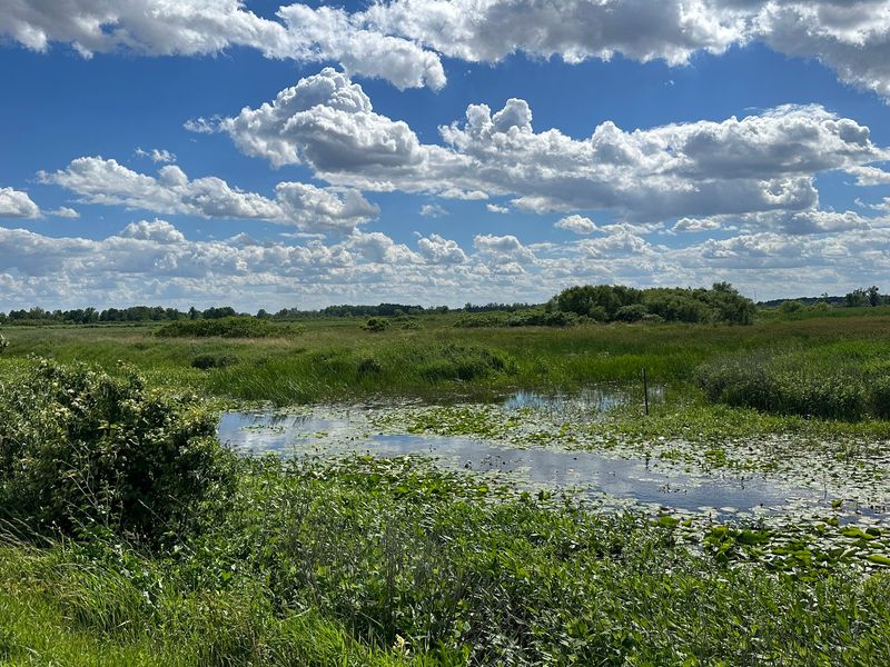 Magee Marsh Wildlife Area, Oak Harbor