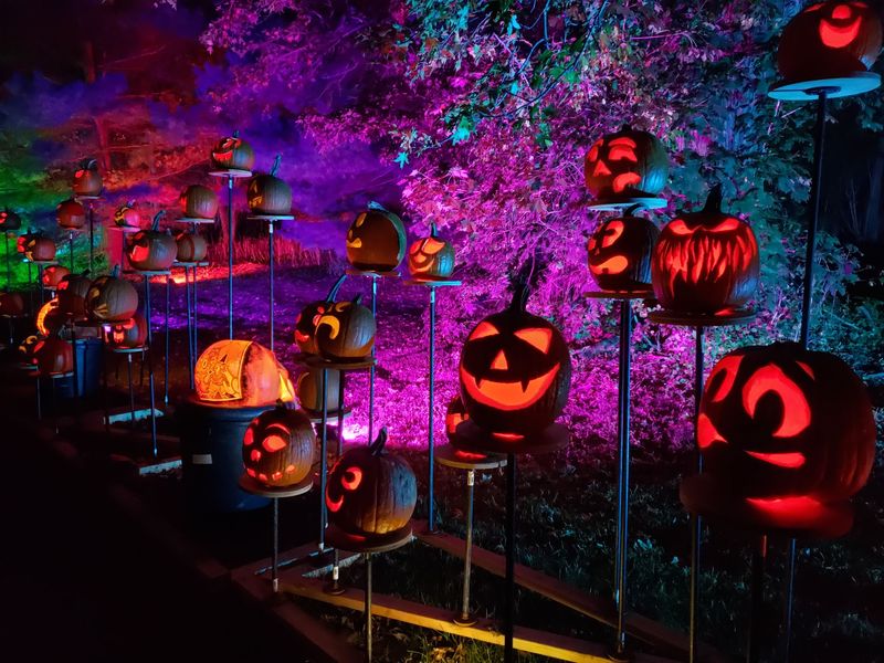Magic Of The Jack O'Lanterns At Hudson Gardens
