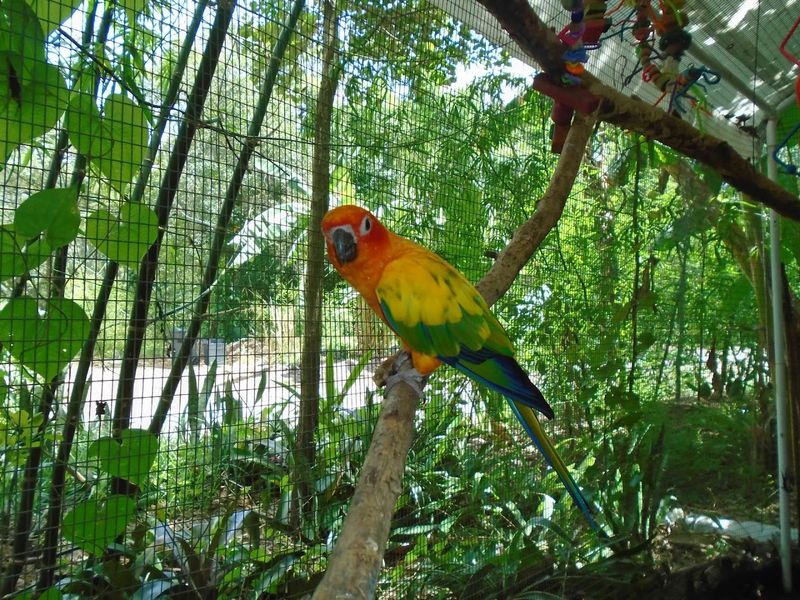 Rescued Birds Living Their Best Lives