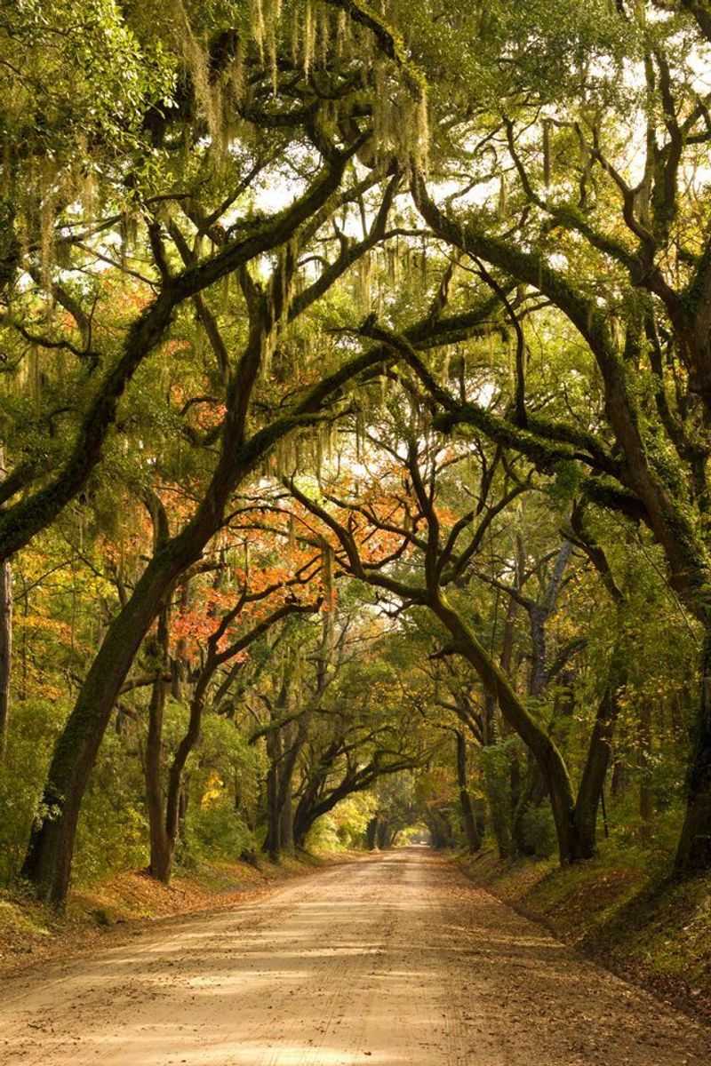 Magnificent Live Oaks That Create A Natural Cathedral Overhead